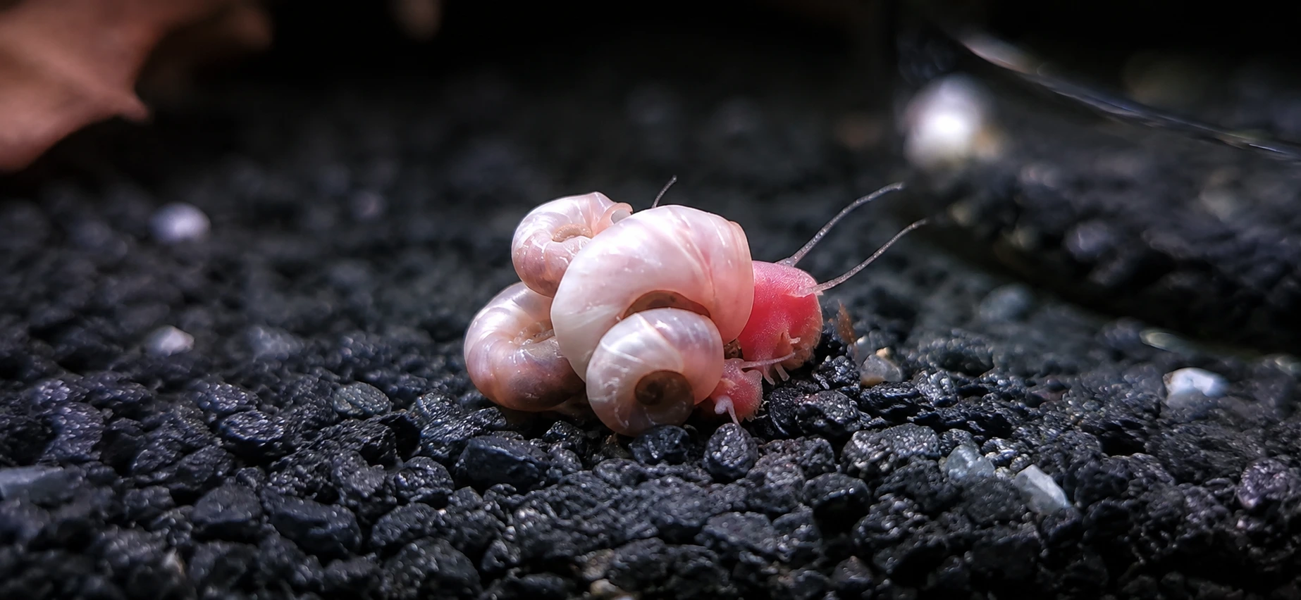Pink Ivory Ramshorn Snail  (Planorbella duryi)