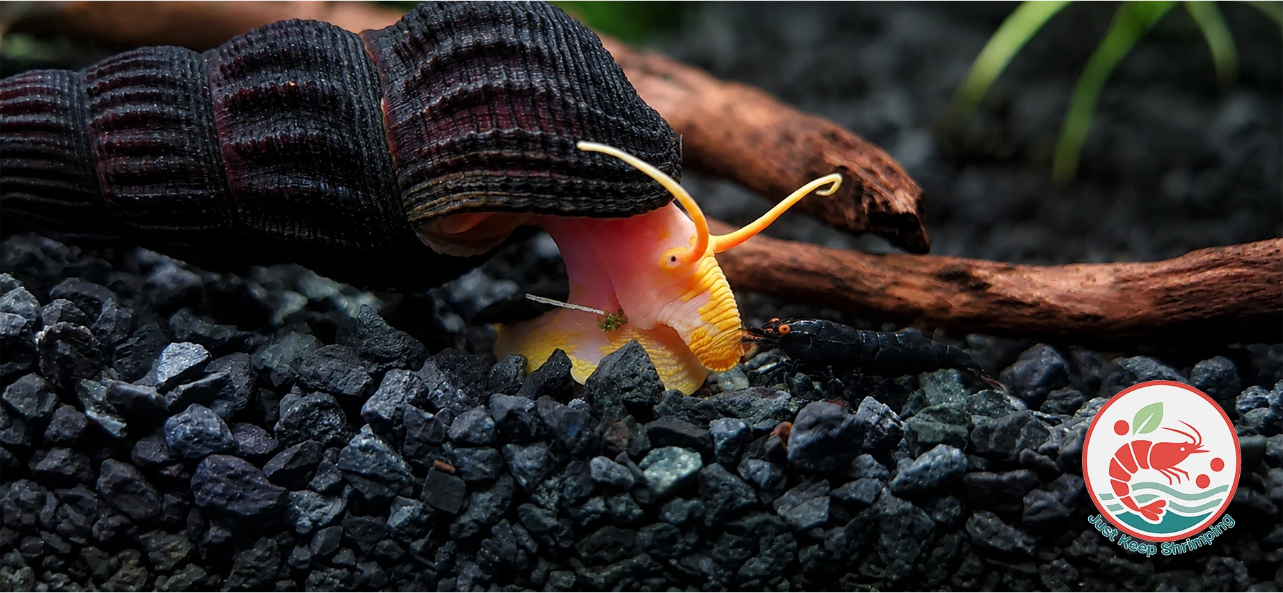 Tylomelania sp. - Orange (Young)