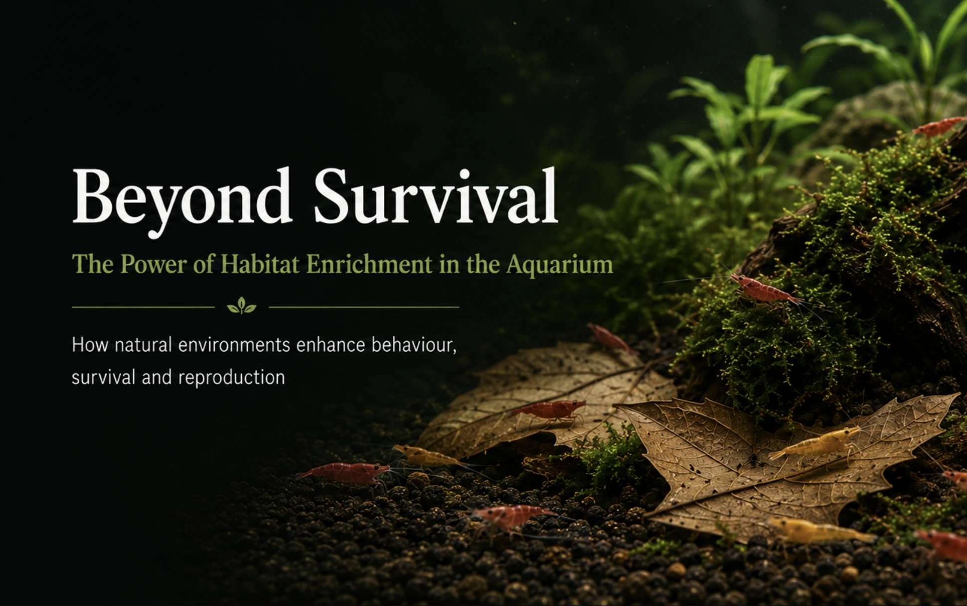 Beyond Clean Water: How Habitat Enrichment Shapes Aquarium Behaviour, Survival and Reproduction