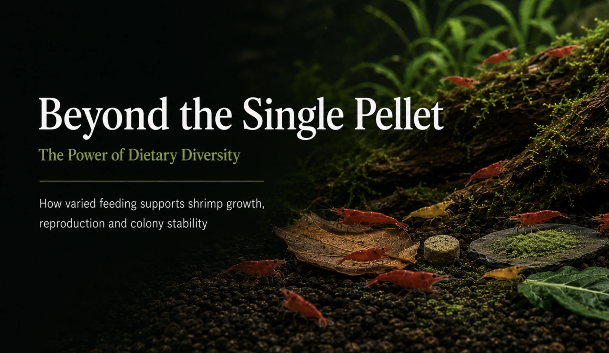 Beyond the Single Pellet: How Dietary Diversity Shapes Shrimp Growth, Reproduction and Colony Stability