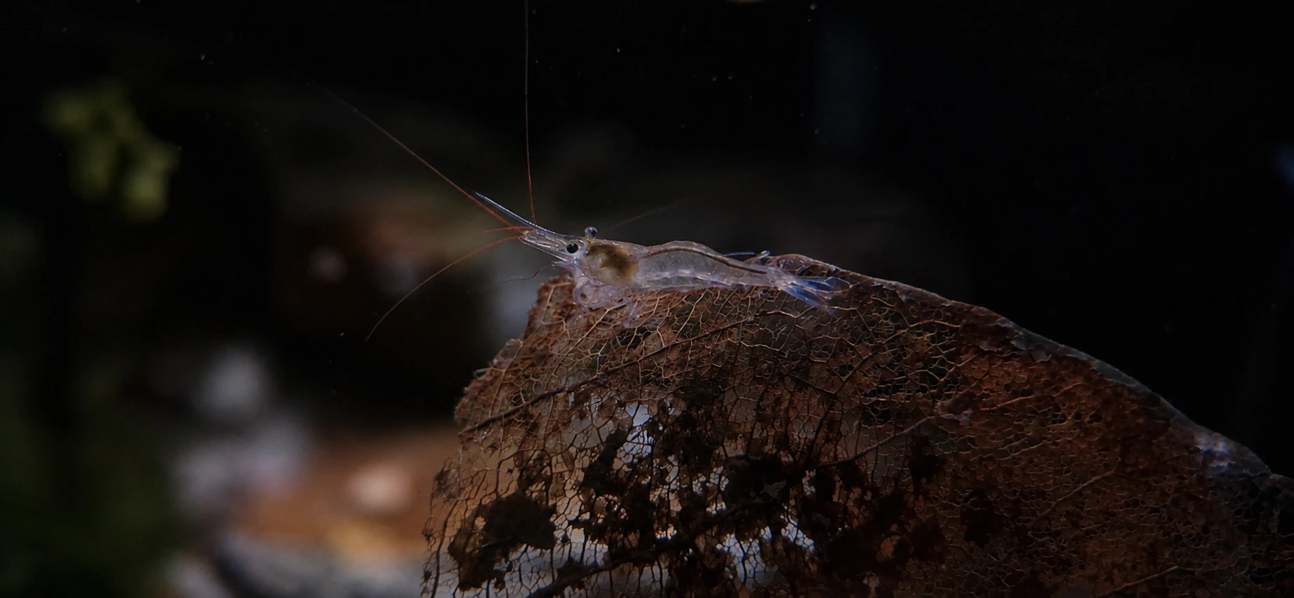 Caridina cerulea - Blue Leg Poso Shrimp